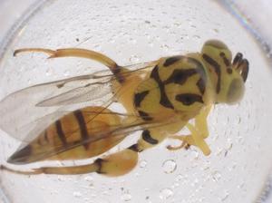  (chalJaznzen6182 - CBG-A43315-H10)  @11 [ ] CreativeCommons - Attribution Share - Alike (2024) Centre for Biodiversity Genomics Centre for Biodiversity Genomics