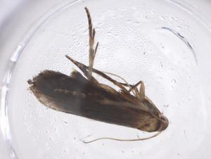  ( - CBG-A43320-G01)  @11 [ ] CreativeCommons - Attribution Share - Alike (2024) Centre for Biodiversity Genomics Centre for Biodiversity Genomics