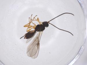  ( - CBG-A43322-D06)  @11 [ ] CreativeCommons - Attribution Share - Alike (2024) Centre for Biodiversity Genomics Centre for Biodiversity Genomics