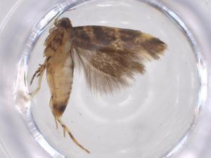  ( - CBG-A43329-E05)  @11 [ ] CreativeCommons - Attribution Share - Alike (2024) Centre for Biodiversity Genomics Centre for Biodiversity Genomics