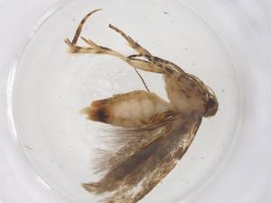  ( - CBG-A43333-A02)  @11 [ ] CreativeCommons - Attribution Share - Alike (2024) Centre for Biodiversity Genomics Centre for Biodiversity Genomics