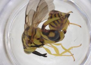  (chalMalaise01 Malaise3121 - CBG-A43343-H06)  @11 [ ] CreativeCommons - Attribution Share - Alike (2024) Centre for Biodiversity Genomics Centre for Biodiversity Genomics