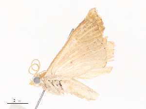  (crambidBioLep01 BioLep2760 - CBG-A44385-C08)  @11 [ ] CreativeCommons - Attribution Share - Alike (2024) CBG Photography Group Centre for Biodiversity Genomics