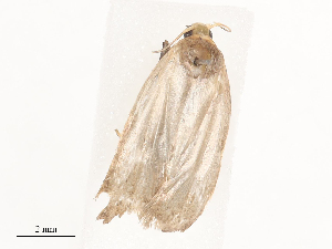  ( - CBG-A44386-F01)  @11 [ ] CreativeCommons - Attribution Share - Alike (2024) CBG Photography Group Centre for Biodiversity Genomics