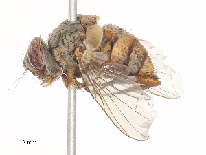  ( - CBG-A44388-B11)  @11 [ ] CreativeCommons - Attribution Share - Alike (2024) CBG Photography Group Centre for Biodiversity Genomics