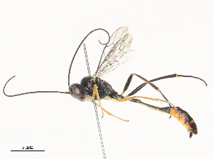  ( - CBG-A44389-D02)  @11 [ ] CreativeCommons - Attribution Share - Alike (2024) CBG Photography Group Centre for Biodiversity Genomics