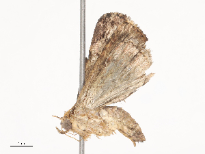  ( - CBG-A44389-F11)  @11 [ ] CreativeCommons - Attribution Share - Alike (2024) CBG Photography Group Centre for Biodiversity Genomics