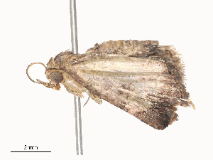  ( - CBG-A44389-G10)  @11 [ ] CreativeCommons - Attribution Share - Alike (2024) CBG Photography Group Centre for Biodiversity Genomics