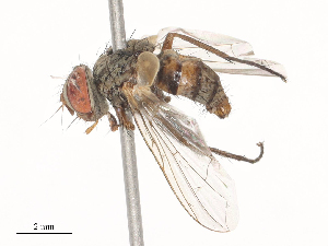  ( - CBG-A44389-H01)  @11 [ ] CreativeCommons - Attribution Share - Alike (2024) CBG Photography Group Centre for Biodiversity Genomics