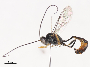  ( - CBG-A44390-A12)  @11 [ ] CreativeCommons - Attribution Share - Alike (2024) CBG Photography Group Centre for Biodiversity Genomics