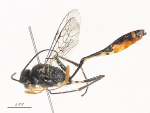  ( - CBG-A44390-E07)  @11 [ ] CreativeCommons - Attribution Share - Alike (2024) CBG Photography Group Centre for Biodiversity Genomics