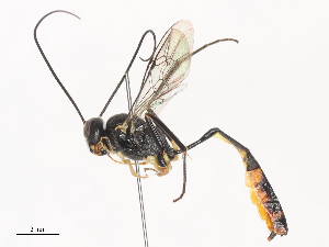  ( - CBG-A44390-E12)  @11 [ ] CreativeCommons - Attribution Share - Alike (2024) CBG Photography Group Centre for Biodiversity Genomics