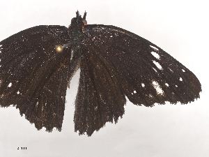  ( - CBG-A44391-A12)  @11 [ ] CreativeCommons - Attribution Share - Alike (2024) CBG Photography Group Centre for Biodiversity Genomics