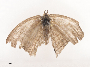  ( - CBG-A44391-B01)  @11 [ ] CreativeCommons - Attribution Share - Alike (2024) CBG Photography Group Centre for Biodiversity Genomics