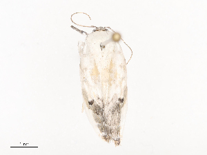  ( - CBG-A44391-F03)  @11 [ ] CreativeCommons - Attribution Share - Alike (2024) CBG Photography Group Centre for Biodiversity Genomics