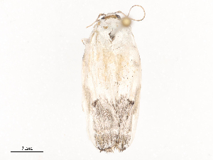  ( - CBG-A44391-G04)  @11 [ ] CreativeCommons - Attribution Share - Alike (2024) CBG Photography Group Centre for Biodiversity Genomics