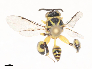  (chalMalaise01 Malaise5323 - CBG-A44391-G10)  @11 [ ] CreativeCommons - Attribution Share - Alike (2024) CBG Photography Group Centre for Biodiversity Genomics