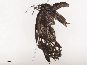  ( - CBG-A44392-A06)  @11 [ ] CreativeCommons - Attribution Share - Alike (2024) CBG Photography Group Centre for Biodiversity Genomics