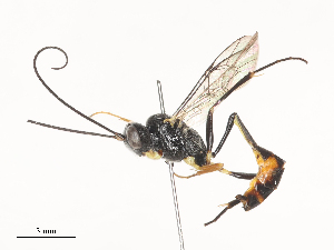  ( - CBG-A44392-F01)  @11 [ ] CreativeCommons - Attribution Share - Alike (2024) CBG Photography Group Centre for Biodiversity Genomics