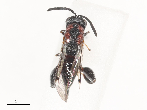  (chalMalaise01 Malaise3117 - CBG-A44392-F03)  @11 [ ] CreativeCommons - Attribution Share - Alike (2024) CBG Photography Group Centre for Biodiversity Genomics