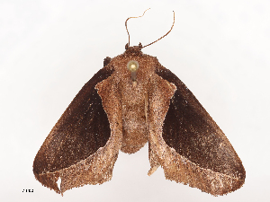  ( - CBG-A44392-F10)  @11 [ ] CreativeCommons - Attribution Share - Alike (2024) CBG Photography Group Centre for Biodiversity Genomics