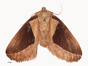  ( - CBG-A44392-F11)  @11 [ ] CreativeCommons - Attribution Share - Alike (2024) CBG Photography Group Centre for Biodiversity Genomics