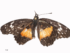  ( - CBG-A44392-G05)  @11 [ ] CreativeCommons - Attribution Share - Alike (2024) CBG Photography Group Centre for Biodiversity Genomics