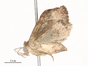  ( - CBG-A45265-E01)  @11 [ ] CreativeCommons - Attribution Share - Alike (2024) CBG Photography Group Centre for Biodiversity Genomics