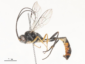  ( - CBG-A45265-G01)  @11 [ ] CreativeCommons - Attribution Share - Alike (2024) CBG Photography Group Centre for Biodiversity Genomics