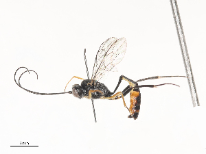  ( - CBG-A45265-G03)  @11 [ ] CreativeCommons - Attribution Share - Alike (2024) CBG Photography Group Centre for Biodiversity Genomics