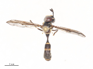  ( - CBG-A45266-E03)  @11 [ ] CreativeCommons - Attribution Share - Alike (2024) CBG Photography Group Centre for Biodiversity Genomics