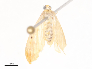  (Phaedropsis Malaise4872 - CBG-A45266-H11)  @11 [ ] CreativeCommons - Attribution Share - Alike (2024) CBG Photography Group Centre for Biodiversity Genomics