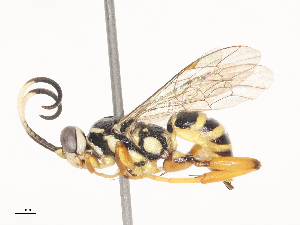  ( - CBG-A45267-F06)  @11 [ ] CreativeCommons - Attribution Share - Alike (2024) CBG Photography Group Centre for Biodiversity Genomics