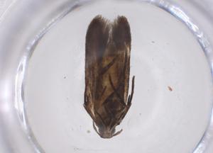  ( - CBG-A45786-D05)  @11 [ ] CreativeCommons - Attribution Share - Alike (2024) Centre for Biodiversity Genomics Centre for Biodiversity Genomics