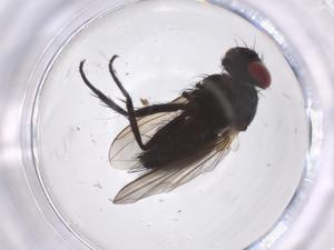  (Euthelyconychia Malaise7221 - CBG-A45786-H08)  @11 [ ] CreativeCommons - Attribution Share - Alike (2024) Centre for Biodiversity Genomics Centre for Biodiversity Genomics