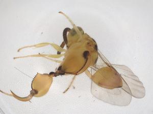  (chalMalaise01 Malaise3083 - CBG-A45787-E12)  @11 [ ] CreativeCommons - Attribution Share - Alike (2024) Centre for Biodiversity Genomics Centre for Biodiversity Genomics