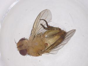  ( - CBG-A45796-A03)  @11 [ ] CreativeCommons - Attribution Share - Alike (2024) Centre for Biodiversity Genomics Centre for Biodiversity Genomics