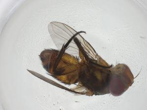  ( - CBG-A45802-A03)  @11 [ ] CreativeCommons - Attribution Share - Alike (2024) Centre for Biodiversity Genomics Centre for Biodiversity Genomics