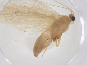  ( - CBG-A42552-B05)  @11 [ ] CreativeCommons - Attribution Share - Alike (2024) Centre for Biodiversity Genomics Centre for Biodiversity Genomics