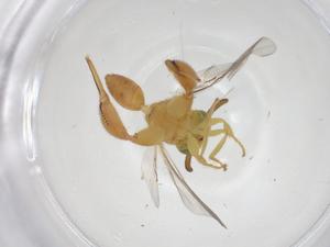  ( - CBG-A42562-E12)  @11 [ ] CreativeCommons - Attribution Share - Alike (2024) Centre for Biodiversity Genomics Centre for Biodiversity Genomics