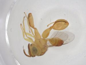  ( - CBG-A42571-E03)  @11 [ ] CreativeCommons - Attribution Share - Alike (2024) Centre for Biodiversity Genomics Centre for Biodiversity Genomics