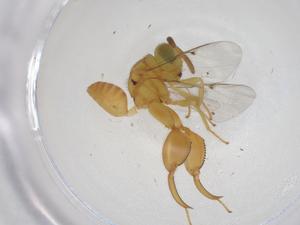  ( - CBG-A42571-E12)  @11 [ ] CreativeCommons - Attribution Share - Alike (2024) Centre for Biodiversity Genomics Centre for Biodiversity Genomics