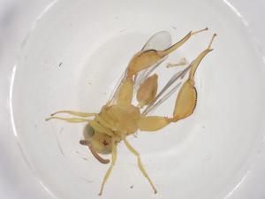  ( - CBG-A42573-G06)  @11 [ ] CreativeCommons - Attribution Share - Alike (2024) Centre for Biodiversity Genomics Centre for Biodiversity Genomics