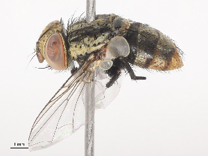  (Drino Malaise1936 - CBG-A44354-D11)  @11 [ ] CreativeCommons - Attribution Share - Alike (2024) CBG Photography Group Centre for Biodiversity Genomics