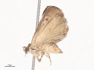  ( - CBG-A44355-G05)  @11 [ ] CreativeCommons - Attribution Share - Alike (2024) CBG Photography Group Centre for Biodiversity Genomics