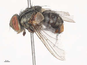  ( - CBG-A44355-G12)  @11 [ ] CreativeCommons - Attribution Share - Alike (2024) CBG Photography Group Centre for Biodiversity Genomics