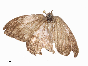  ( - CBG-A44357-F03)  @11 [ ] CreativeCommons - Attribution Share - Alike (2024) CBG Photography Group Centre for Biodiversity Genomics