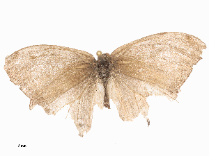  ( - CBG-A44357-F04)  @11 [ ] CreativeCommons - Attribution Share - Alike (2024) CBG Photography Group Centre for Biodiversity Genomics