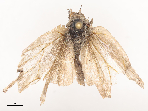  ( - CBG-A44357-F06)  @11 [ ] CreativeCommons - Attribution Share - Alike (2024) CBG Photography Group Centre for Biodiversity Genomics