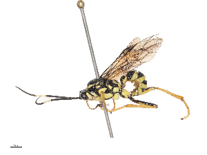  ( - CBG-A44359-H11)  @11 [ ] CreativeCommons - Attribution Share - Alike (2024) CBG Photography Group Centre for Biodiversity Genomics